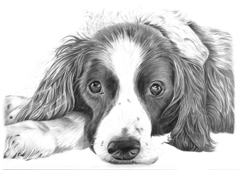 Как нарисовать собаку карандашом: поэтапно для начинающих