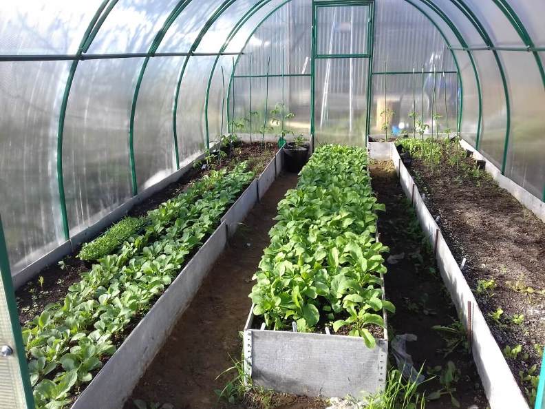 Выращивание редиски в теплице весной до посадки основных тепличных культур