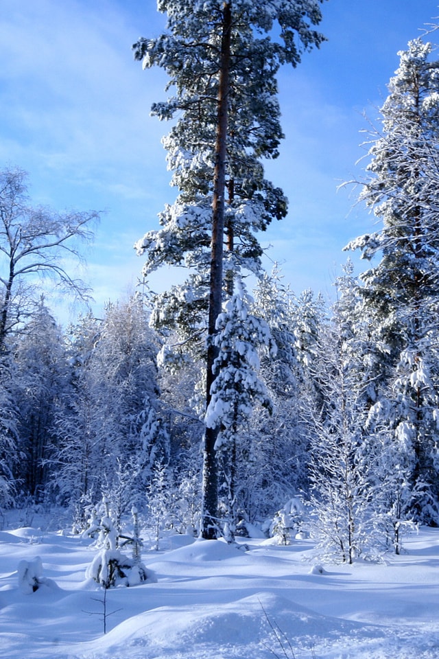 Зима: красивые картинки на телефон. 99 изображений для скачивания