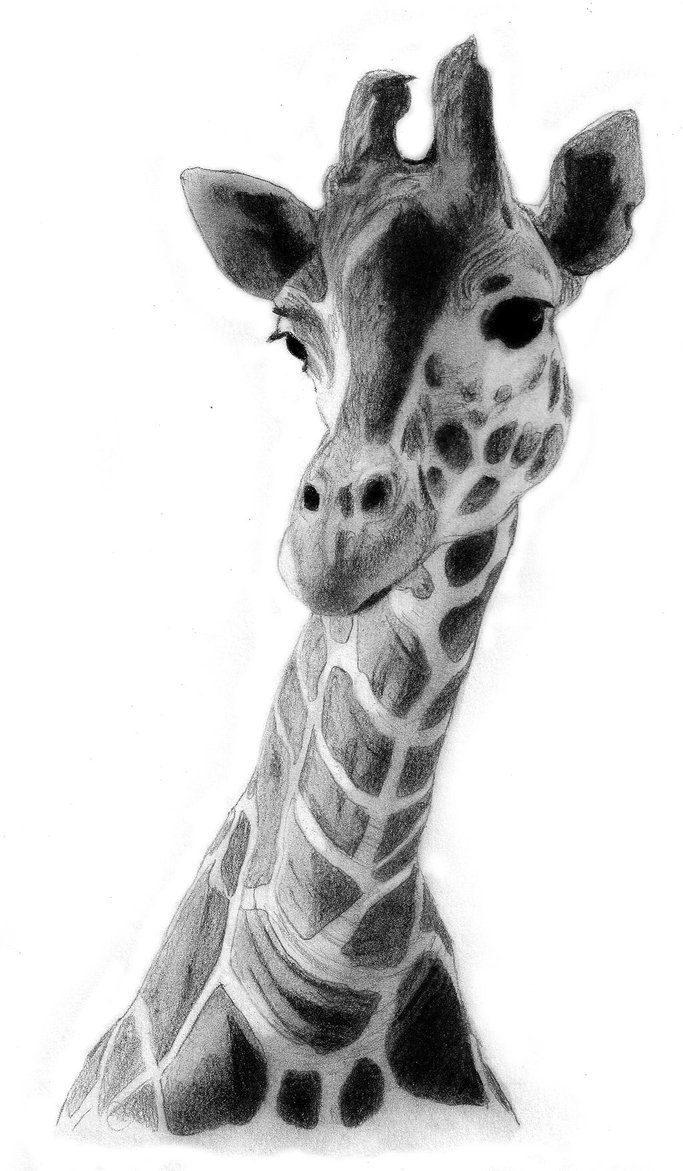 Жираф черно белый
