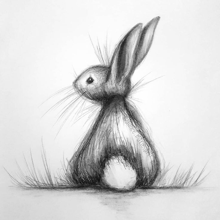 Кролик и его хвост