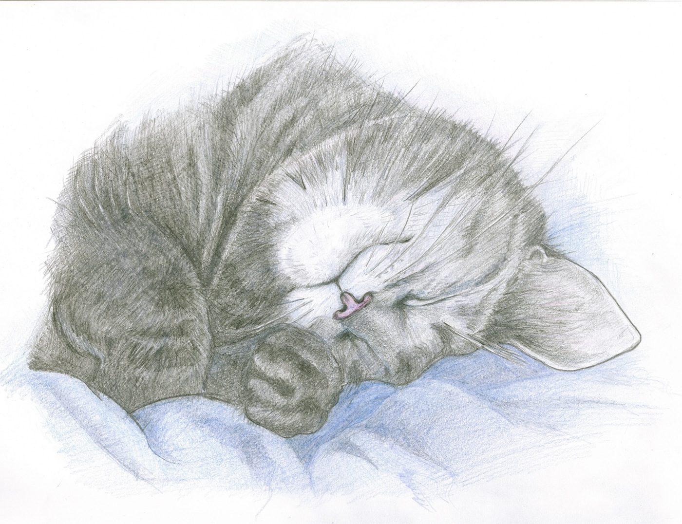 Рисунки спящих котов