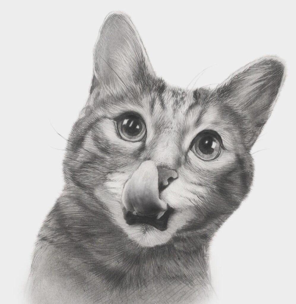 Смешной кот карандашом