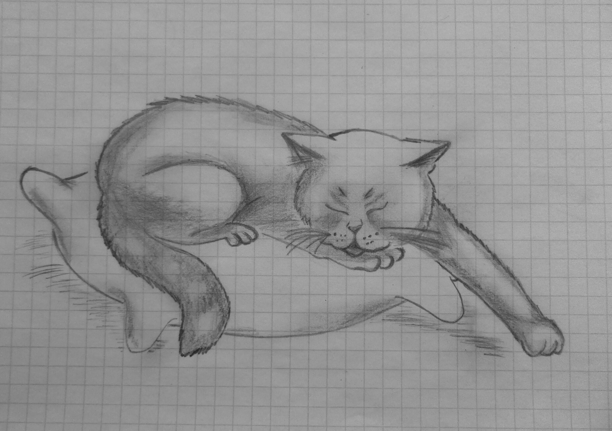 Спящая кошка рисунок карандашом