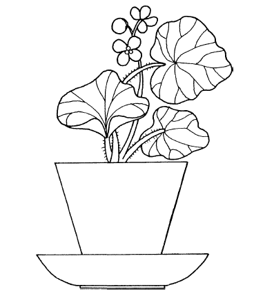 Растение с цветочком