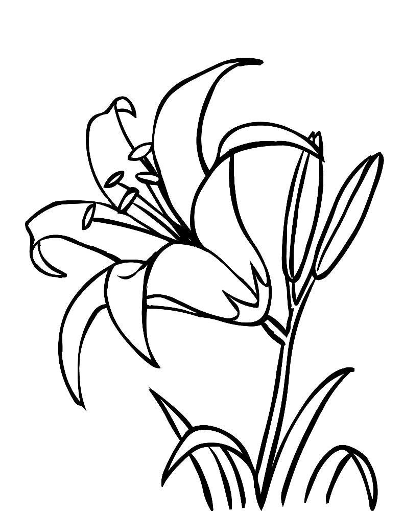 Рисунок лилии