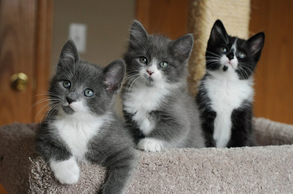 Три классных котенка
