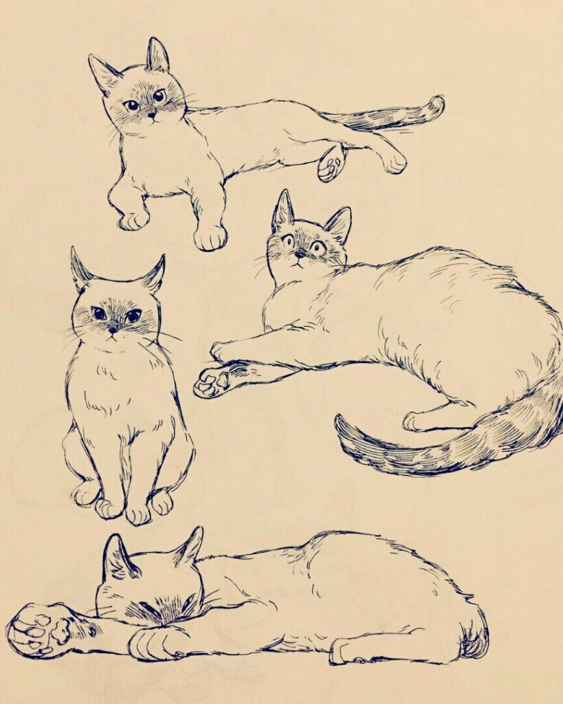 Разные кошки