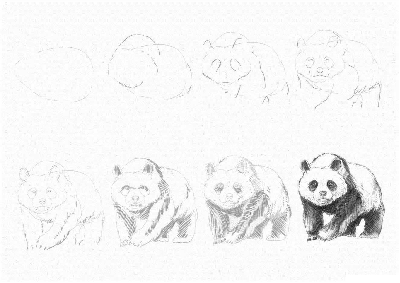 Рисунок панды карандашом пошагово