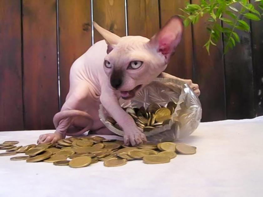 Лысый кот и монетки