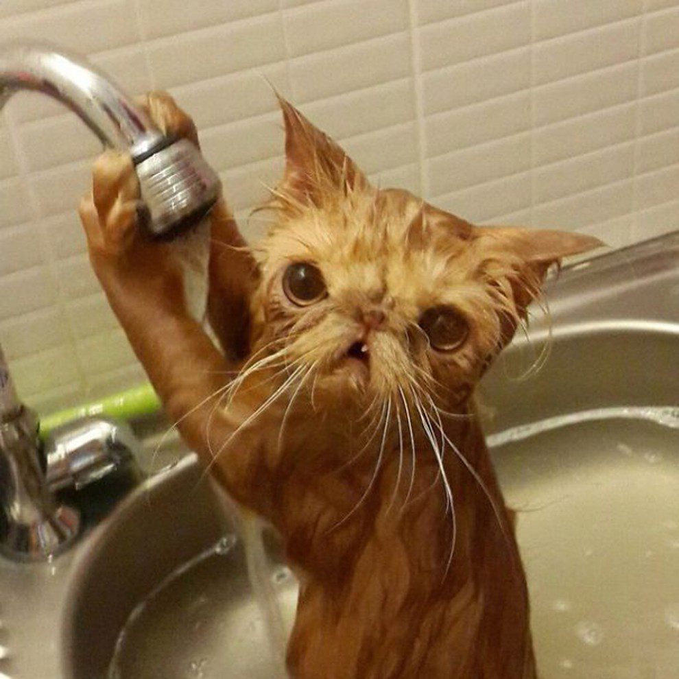 Ржачный мокрый кот