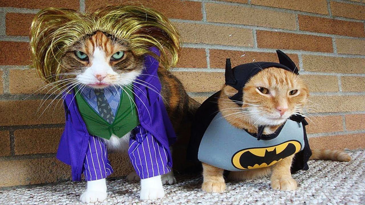 Смешные костюмы для кошек