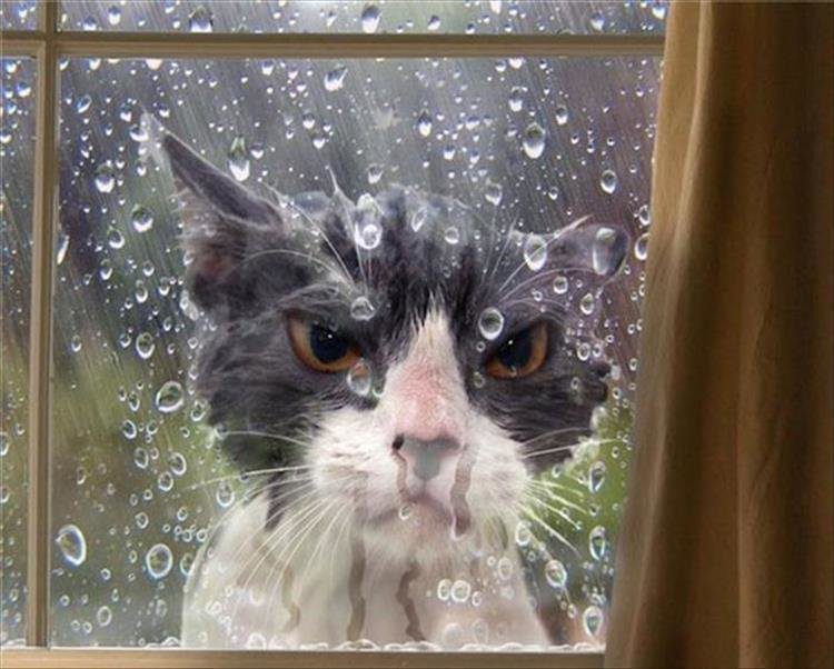 Прикол с котом под дождем