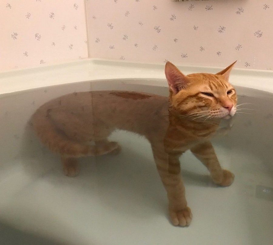 Кот в воде купается