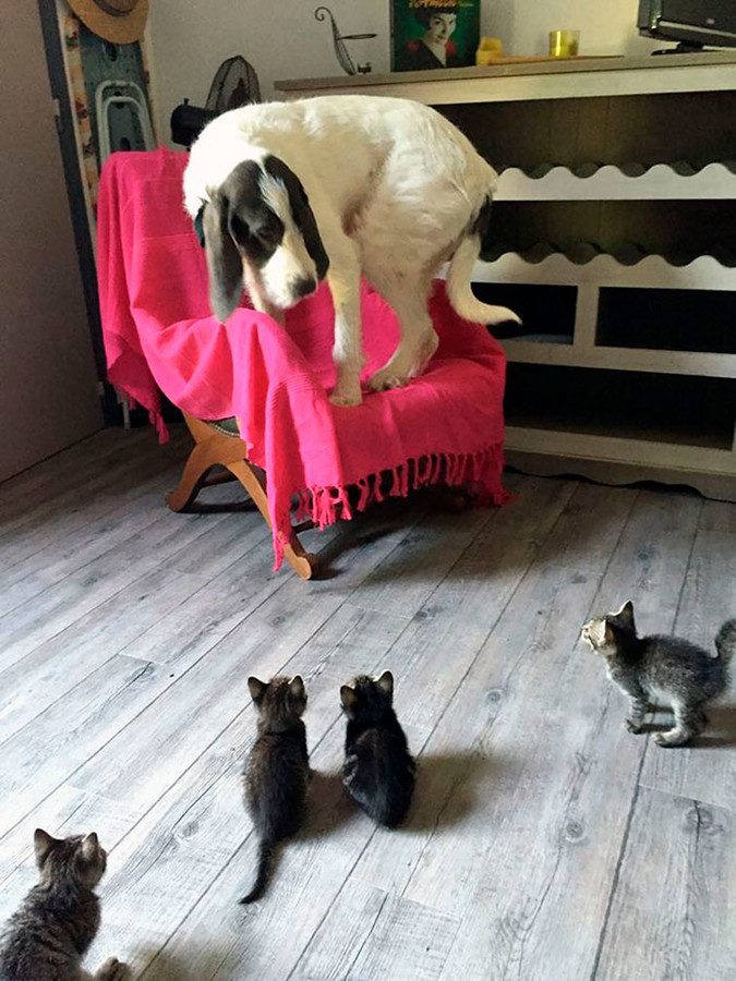 Котята пугают собаку