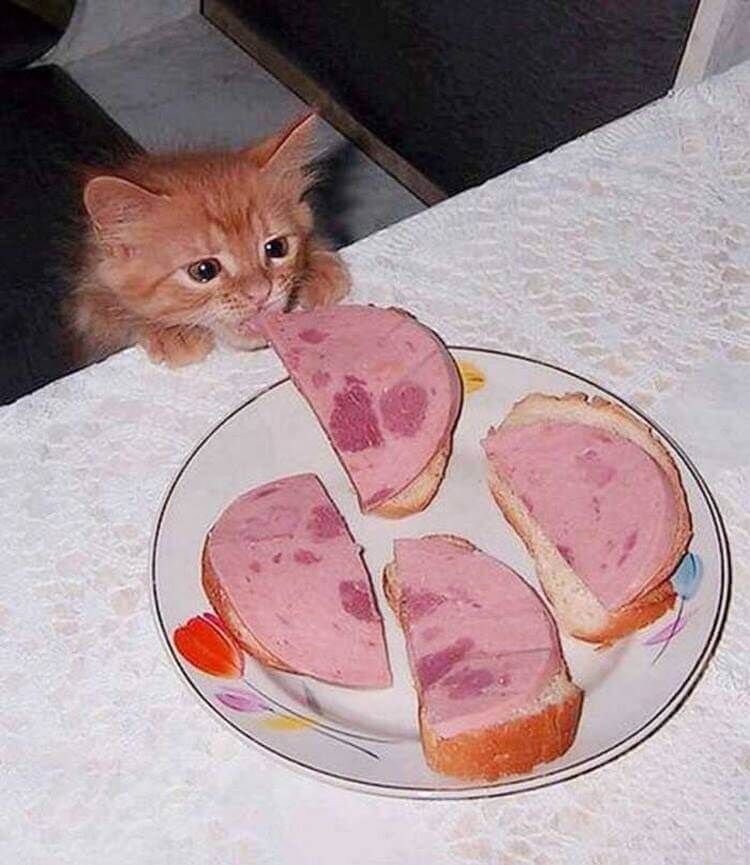 Котенок и бутерброды