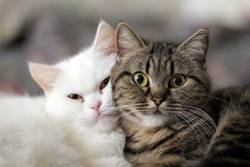 Полосатый и белый котята