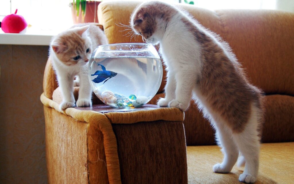 Котята и рыбки