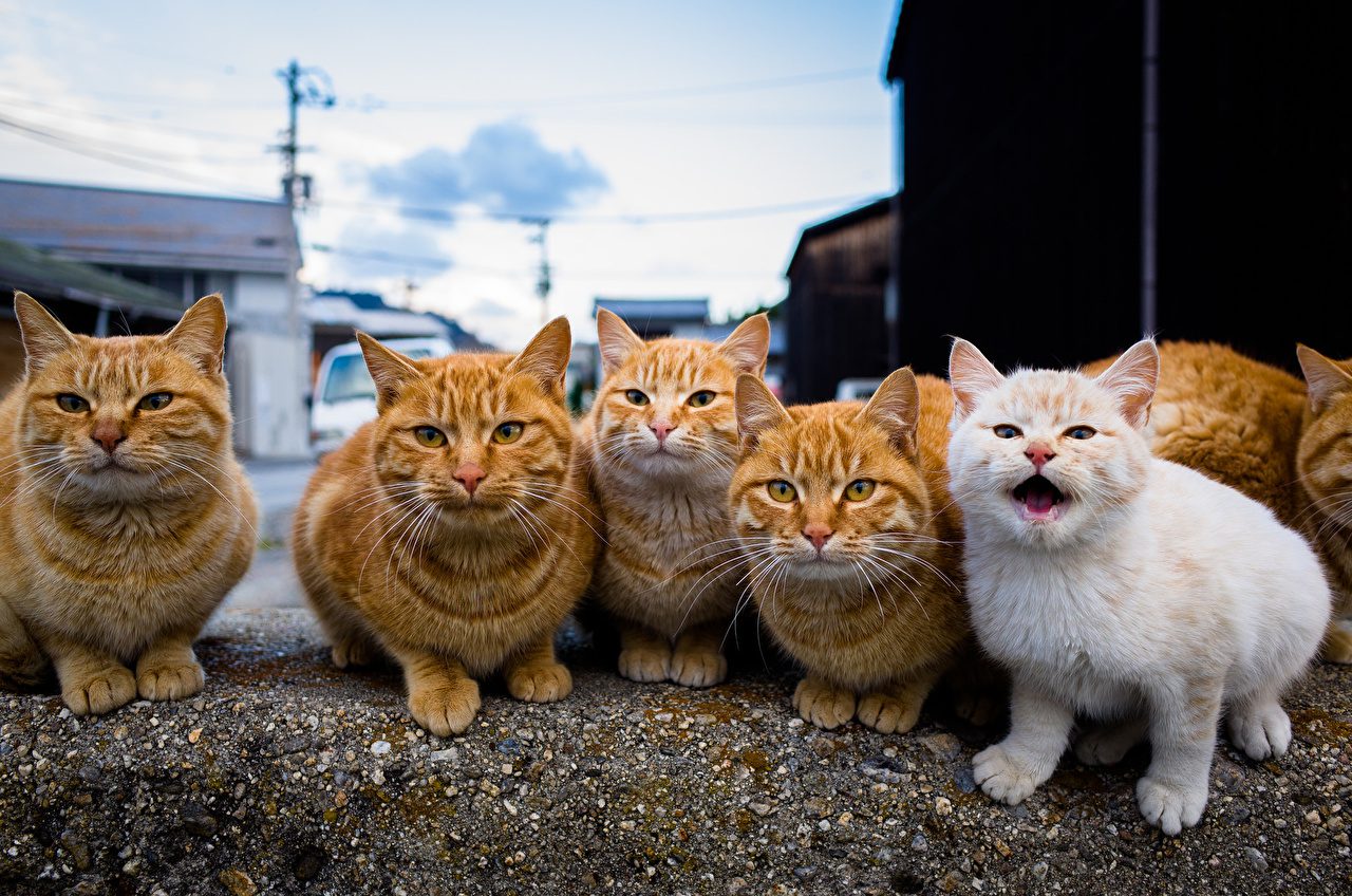 Фотографии смешных кошек