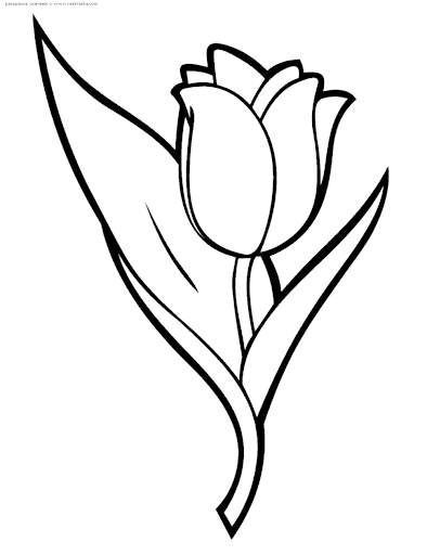 Цветок тюльпан