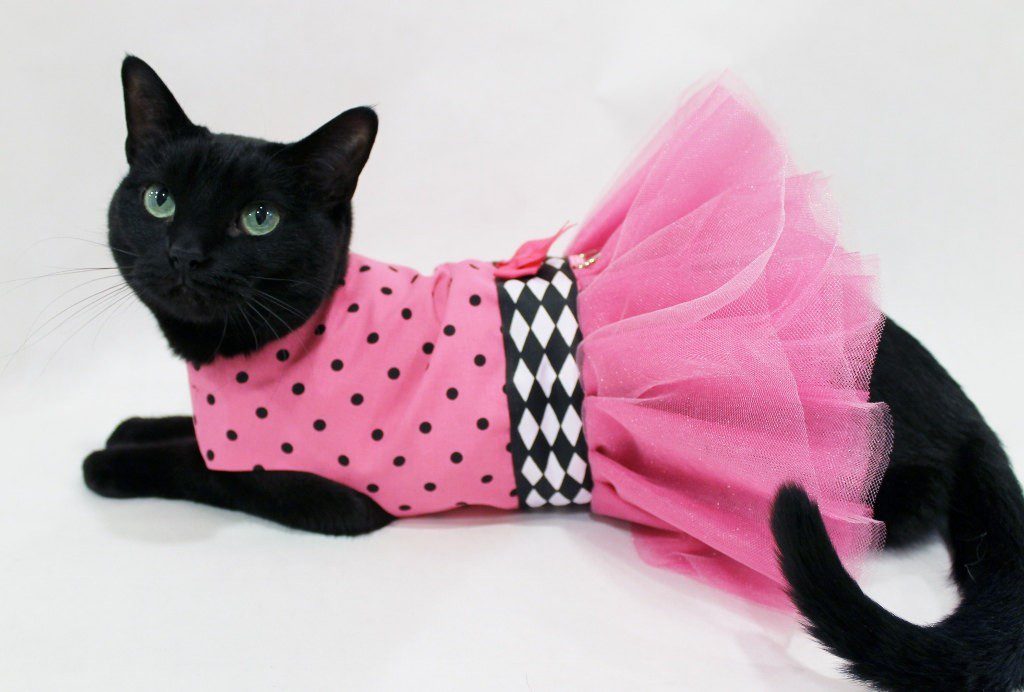 Черная кошка в платье