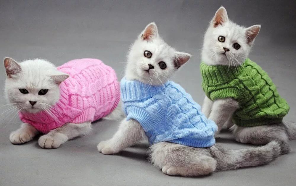 Котята в свитерах