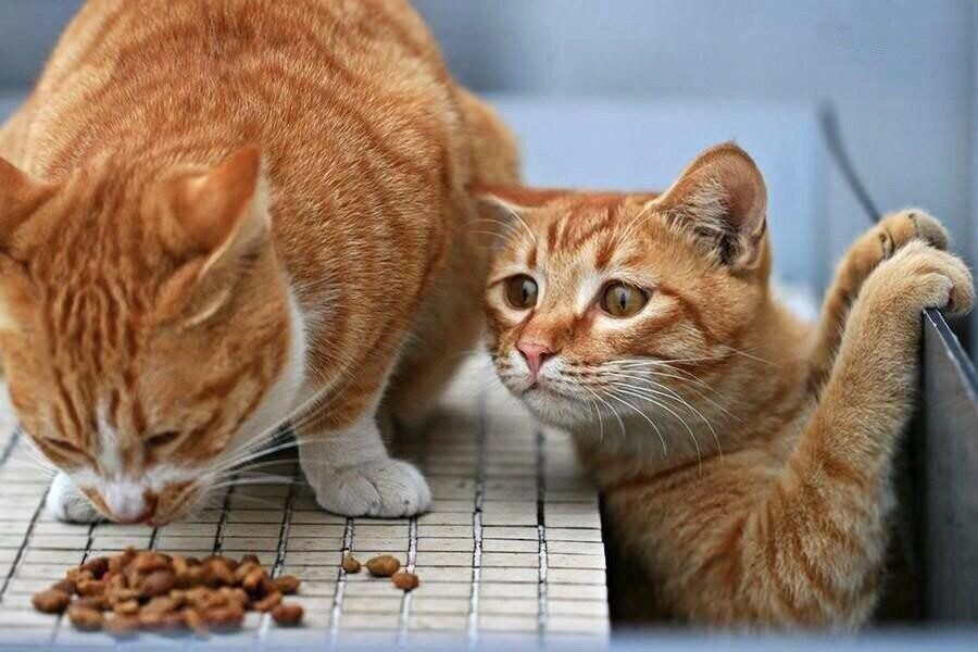 Два рыжих котенка