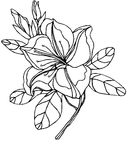 Великолепный цветок жасмина