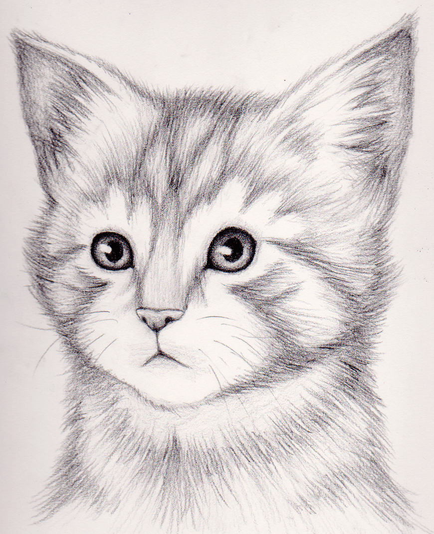 Котик карандашом