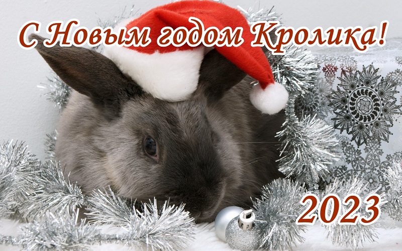 360 Красивых Картинок "С Новым Годом 2023" (кролика и кота )