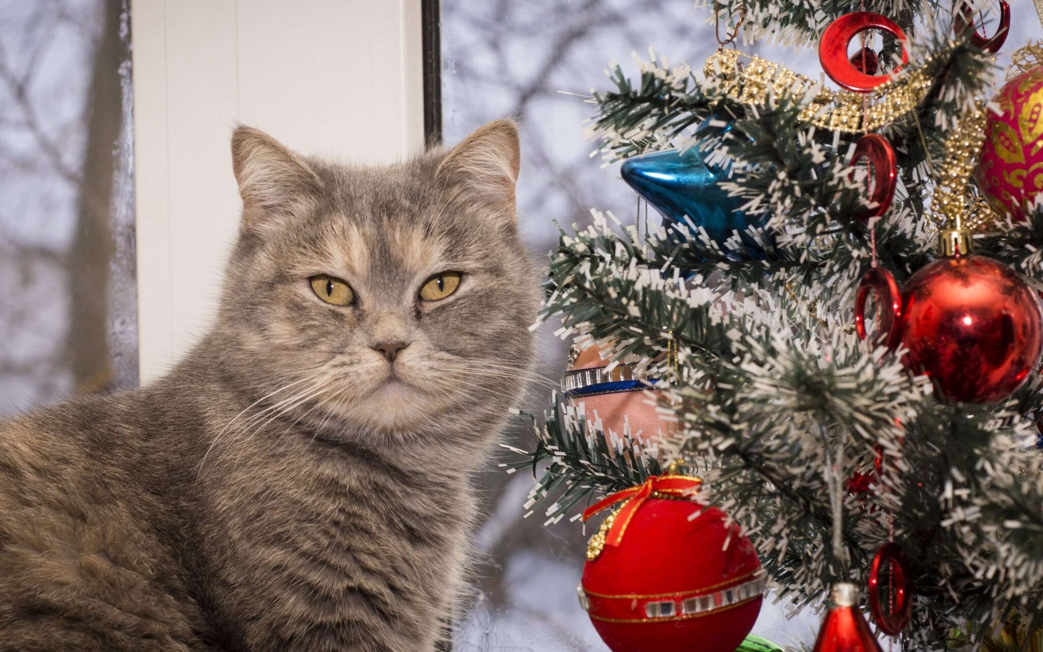 Картинки с котами к новому году