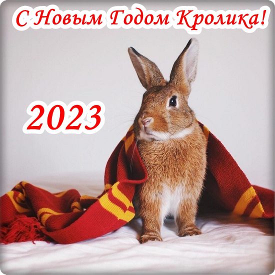 360 Красивых Картинок "С Новым Годом 2023" (кролика и кота )