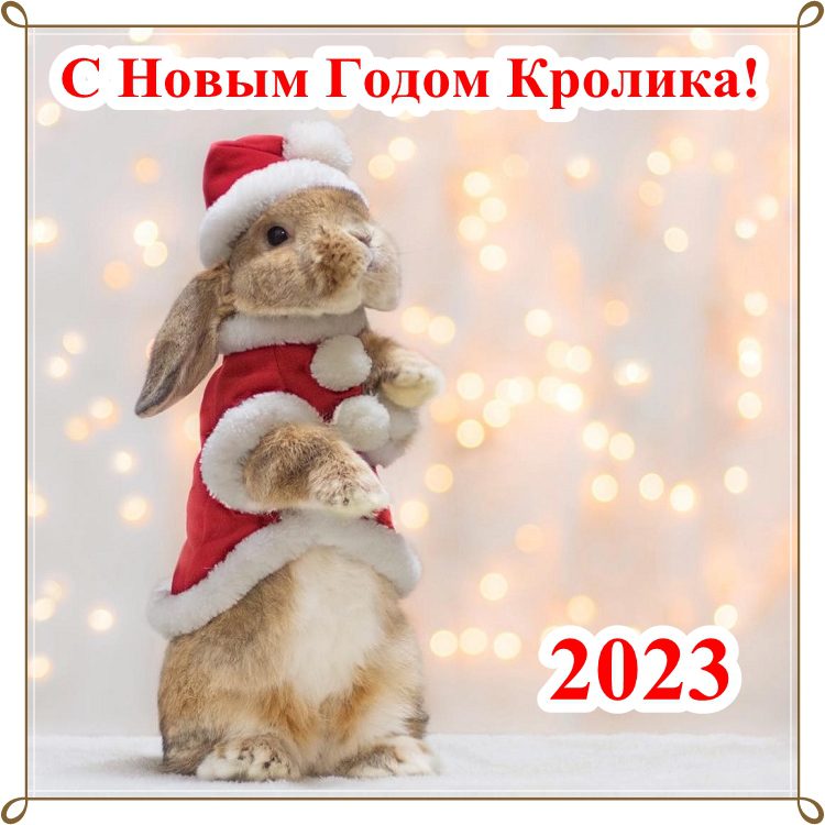 360 Красивых Картинок "С Новым Годом 2023" (кролика и кота )