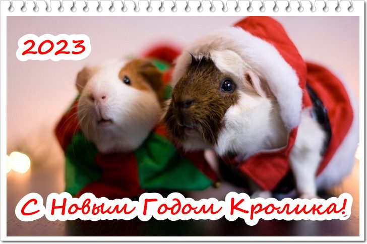 360 Красивых Картинок "С Новым Годом 2023" (кролика и кота )