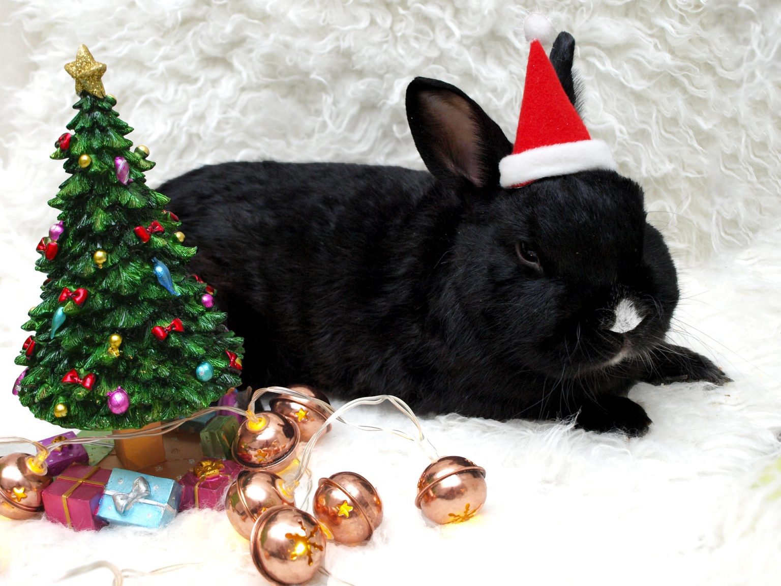 Черный кролик новый год