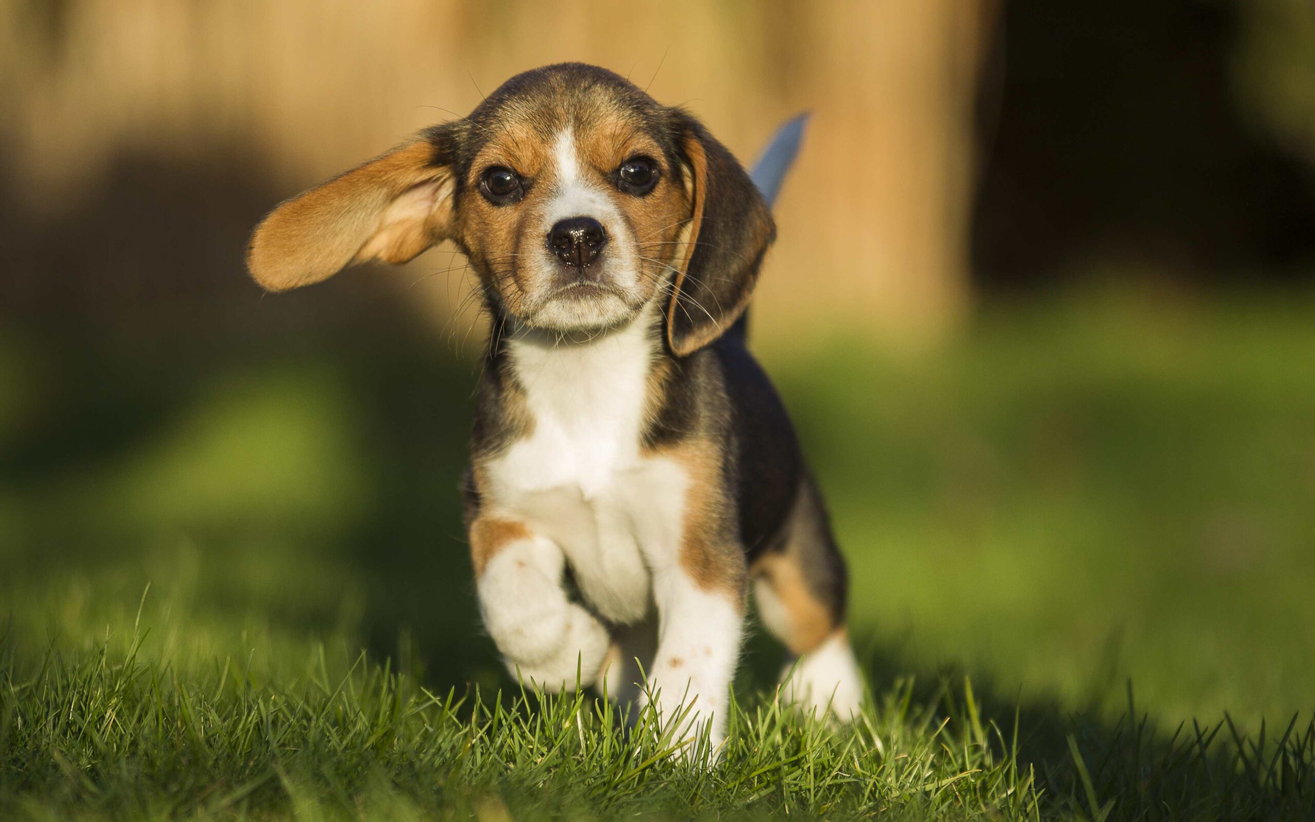 100 крутых фотографий щенков, которые заряжают позитивом