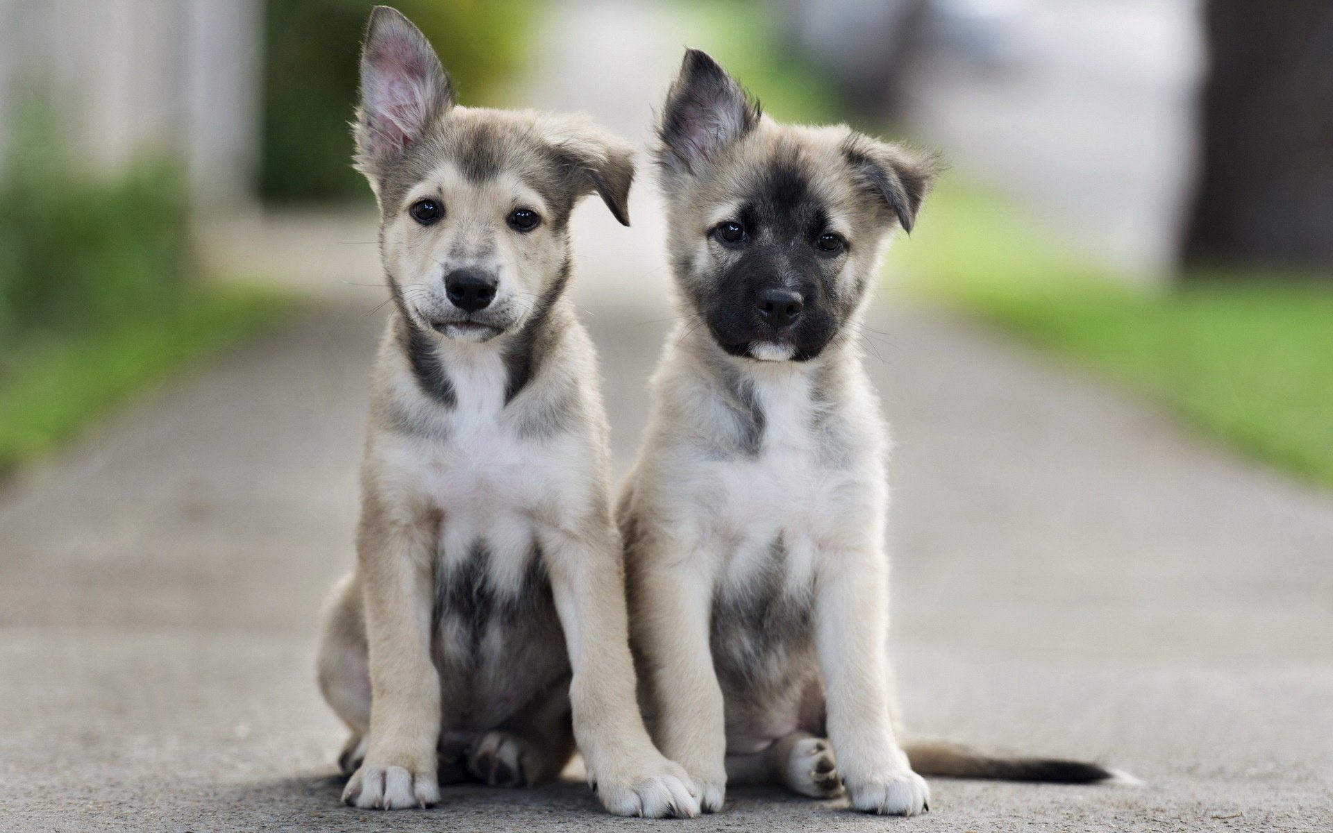 100 крутых фотографий щенков, которые заряжают позитивом