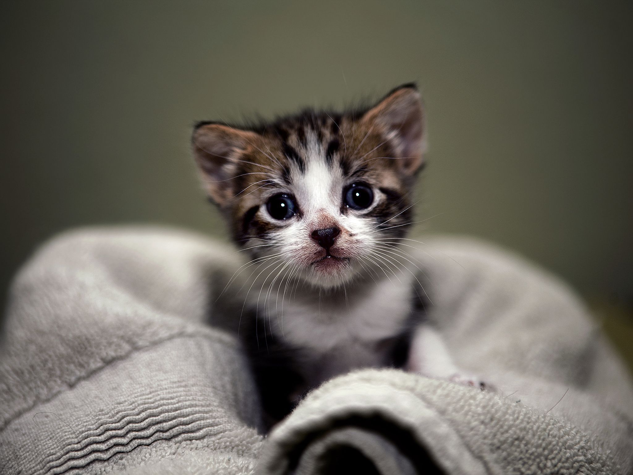 100 крутых фотографий котят, которые заряжают позитивом