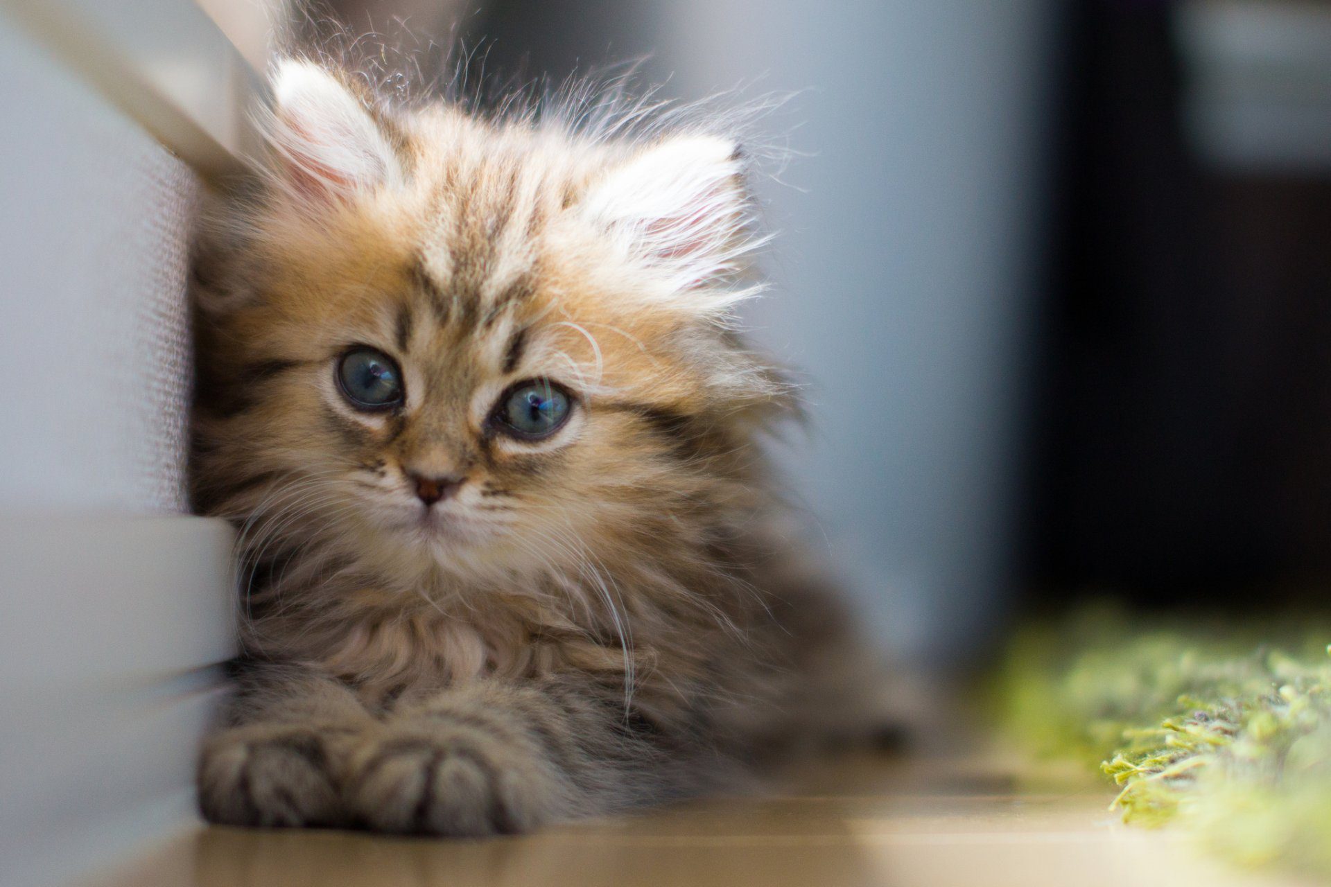 100 крутых фотографий котят, которые заряжают позитивом