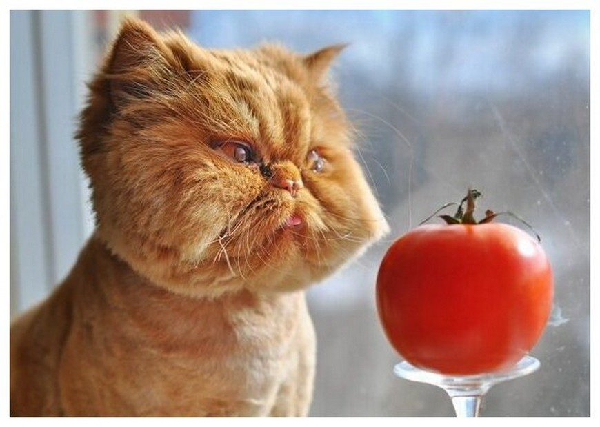 Постер на холсте Кот и помидор